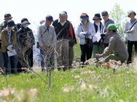 20日：植物園を楽しむ会85（いろいろのタンポポを楽しむ）（タンポポの頭花ではなく、オキナグサの頭花を観察中）