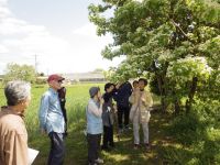 27日：サン・オークス倉敷より見学（ゴマ油の匂いがする？ゴマギの若葉の匂いを確認中）