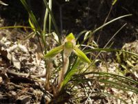 12日：「蘭は珮後の香を薫らす」シュンランの開花