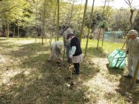 12日：タケノコ掘りをする植物園のボランティアさん