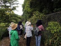 26日：植物園を楽しむ会86（金銀の花々を楽しむ）スイカズラの花の観察