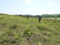 13日：三瓶山 オキナグサ自生地および火入れ草地視察