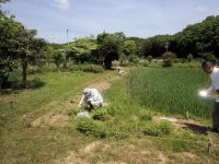 16日：ボランティア作業の様子：オキナグサ植栽地草取り