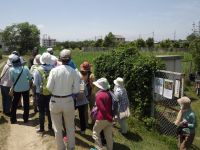 9日：植物園を楽しむ会87（“腐草”の季節を楽しむ）大きな声で鳴くオオヨシキリの姿を探す参加者