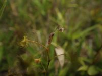 22日：イシモチソウの葉を摂食中のモウセンゴケトリバ幼虫