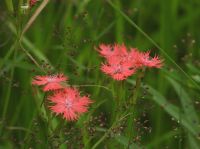 27日：オグラセンノウの開花