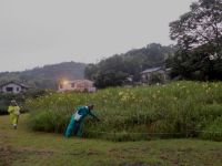 14日：植物園を楽しむ会88「彼は誰どきのユウスゲを楽しむ」（ユウスゲの花の採取中）