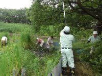 3日：ミズアオイ自生地 保全活動（草刈り）