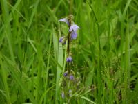 18日：ヤチシャジンの開花