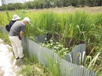 22日：ミズアオイ保護専門員・巡視員委嘱式 自生地の視察）