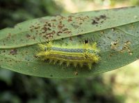 15日：いろいろな植物を食害するうえ、刺されると痛いので困りもの、ヒロヘリアオイラガの幼虫