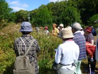 13日：植物園を楽しむ会91「フジバカマの謎を楽しむ」在来のフジバカマを観察中