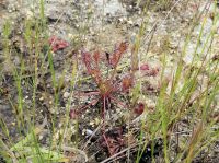 2日：倉敷美しい森 外来食虫植物 駆除活動（特定外来種 ナガエモウセンゴケ）