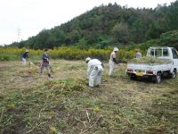 26日：「草活しようぜ！虫の原っぱづくり大作戦・秋」草集め作業の様子