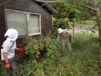 25日：外来植物駆除作業をするボランティアさん（セイタカアワダチソウの引き抜き）