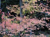 22日：パステルカラーの色使い、ウワミズザクラの紅葉