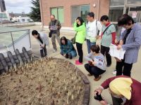 4日：ツメレンゲ観察会（しげい病院）南館屋上の保護区画でツメレンゲの花を観察