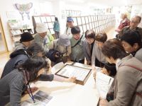 4日：ツメレンゲ観察会（しげい病院）倉敷昆虫館でクロツバメシジミの標本を見ながら解説を聞く