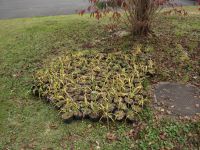 16日：植物園で育てた蒜山産ユウスゲ苗。来年度の保全活動のため、津黒いきものふれあいの里へ移動した。