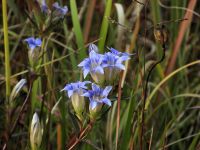 10日：湿地の一年を締めくくる、リンドウの花