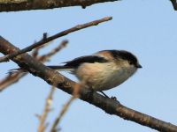 10日：小さな来園者、エナガ