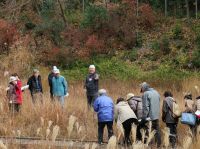 7日：植物園を楽しむ会93「凩の中の実りを楽しむ」（枯野の湿原で、サワギキョウの種子の観察中）