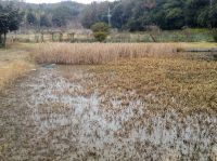 22日：温室エリア 池内部のヒメガマ刈り取り作業