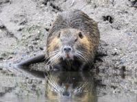 12日：温室エリアの池に侵入した特定外来生物ヌートリア