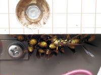 22日：配電盤内部で越冬していたキアシナガバチの一団
