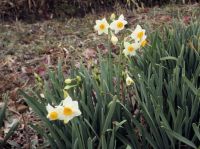 24日：初雪を待たずして開花した「雪中花」（スイセン）