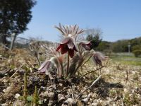 21日：植物園の春を告げる代表的な花、オキナグサ