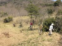 19日：倉敷美しい森 湿地保全活動（作業する植物園ボランティアの方々）