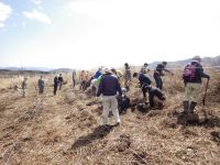 20日：真庭市蒜山地域 草原保全活動（山焼き）（植物園で育成したユウスゲのポット苗 移植作業）