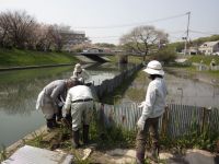 ヌートリア侵入防止トタン柵 補修作業の様子