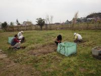 3日：ボランティア活動の様子（カワラケツメイ植栽地の草取り作業）