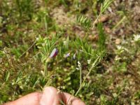 「現在の見ごろ植物」を「探してみよう！身近な植物」に変更し、「カラスノエンドウ／スズメノエンドウ／カスマグサ」掲載 