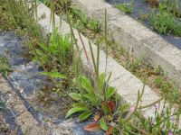 23日：植物園ウェブサイト「探してみよう！身近な植物」（外来種のツボミオオバコ。乾燥地に群生する強雑草）