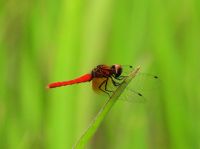 21日：小さいけど、ビッグニュース、植物園の湿地に帰ってきたハッチョウトンボ