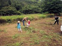 子供の参加者の役割はどんな昆虫がいるか捕まえてみること！