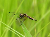 2日：6月の雄に続いて、ハッチョウトンボの雌を確認