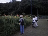 お土産のユウスゲの花を摘む参加者