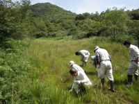 湿原の中に植えこまれ、広がった外来食虫植物の抜き取り作業をボランティアさんとともに実施