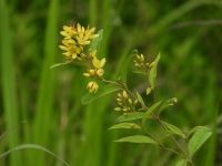 2日：梅雨の湿原を彩る、クサレダマ（草連珠）の花