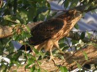 9日：植物園に飛来したオオタカの幼鳥