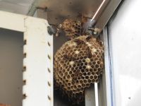 28日：温室内に営巣していたフタモンアシナガバチ（秋はハチが攻撃的になってくるので、要注意）