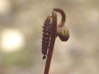 ナガエモウセンゴケ（外来種）の花茎をかじるモウセンゴケトリバの幼虫