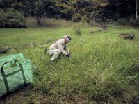 9日：湿地エリアで外来植物（メリケンカルカヤ）の抜き取りをするボランティアの方