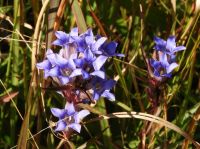 リンドウの花とともに秋が終わり、冬が到来します