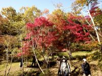 イロハモミジが真っ赤に紅葉していました