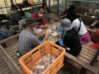  20日：ボランティアさんによるクチナシ果実の袋詰め作業